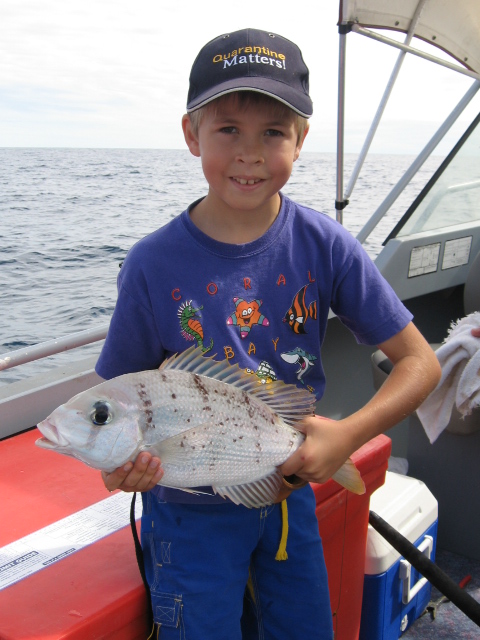 Nice little rob sea bream